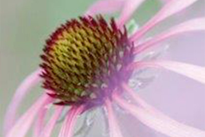 senso - beauty defect repair